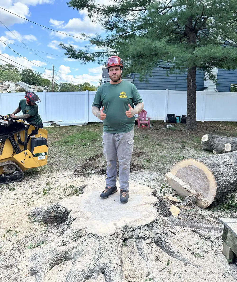 A Wayne's Tree Service crew member standing on a freshly ground stump after a completed job