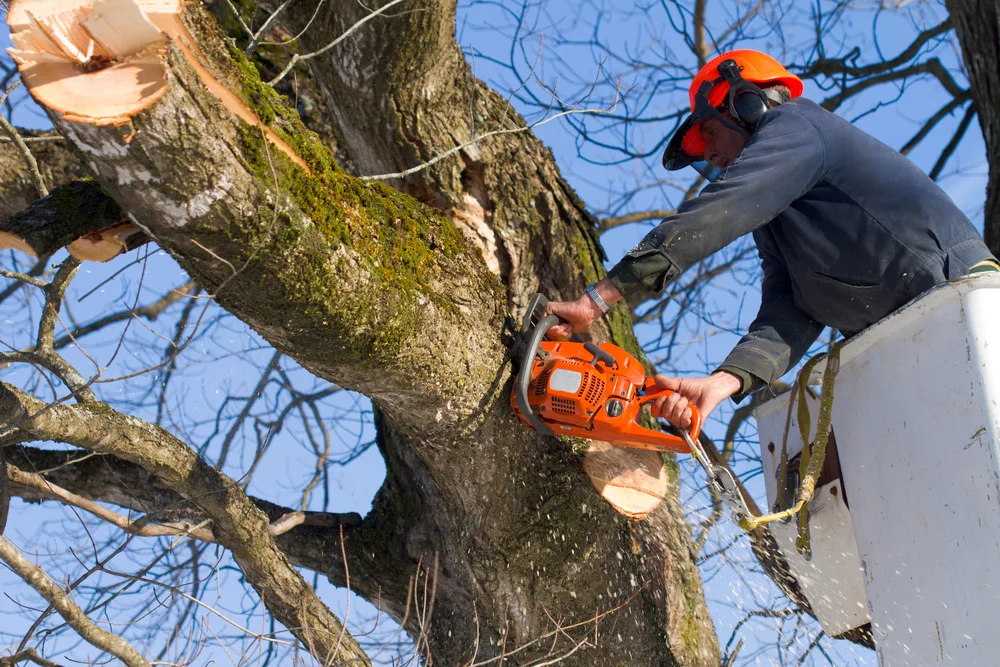 Best Time to Prune Trees in Central NJ