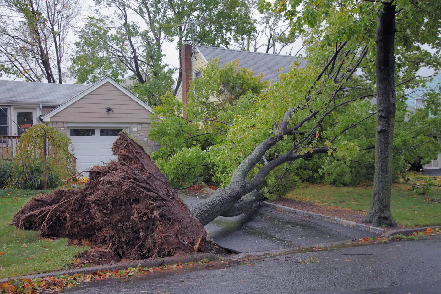 Emergency Tree Service