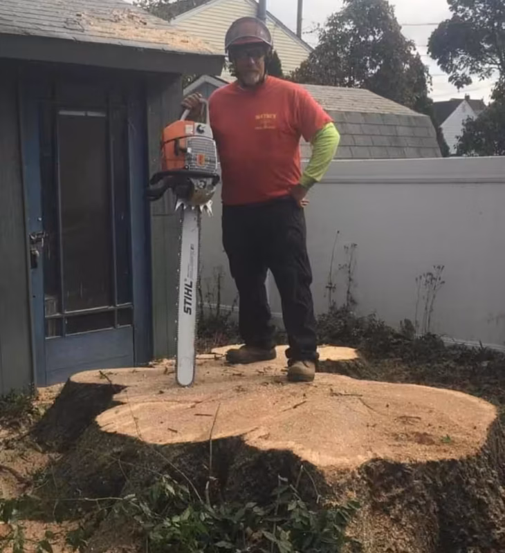 Wide hardwood stump cut low and cleared of debris