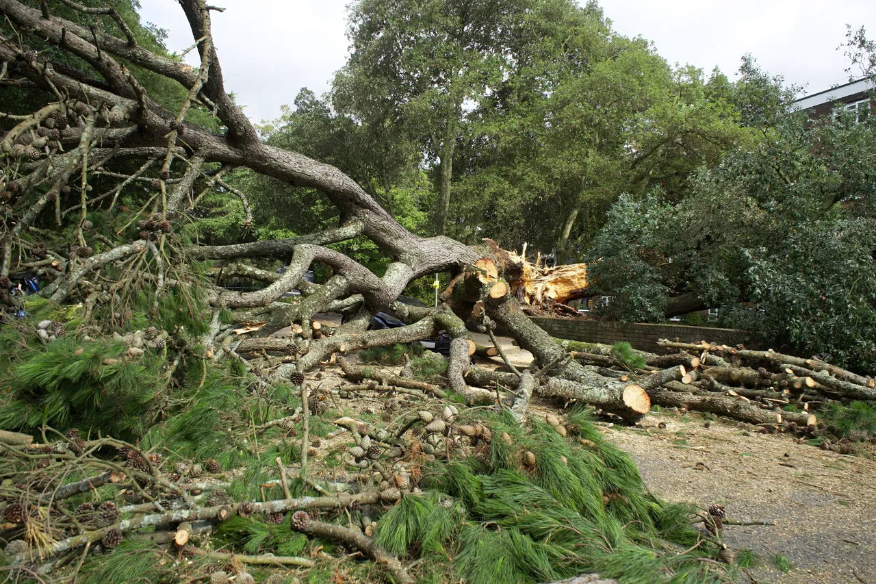 NJ Utility Emergency Contacts for Downed Trees