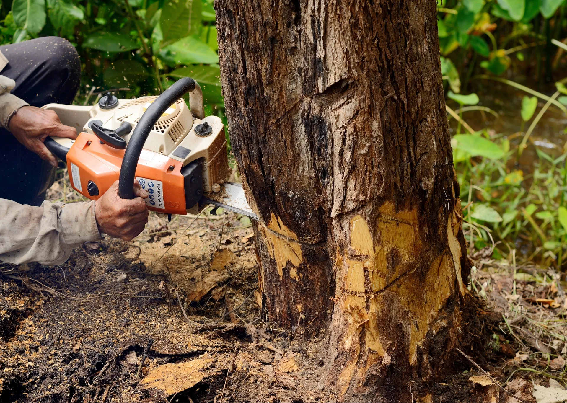 Penalties for Removing a Tree Without a Permit in NJ