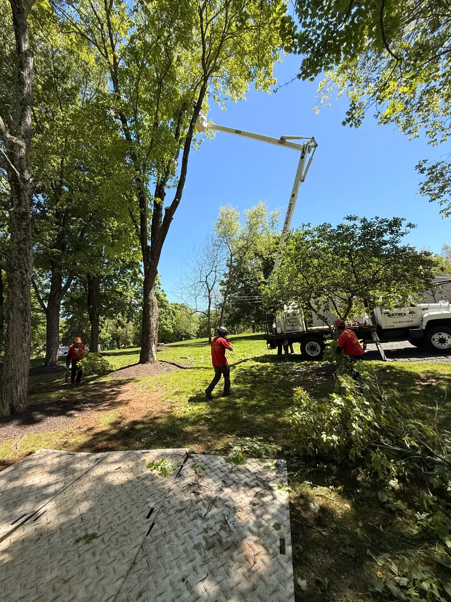 Ground crew workers in red shirts clear cut branches on a lawn while an aerial lift boom truck extends into a large tree canopy.