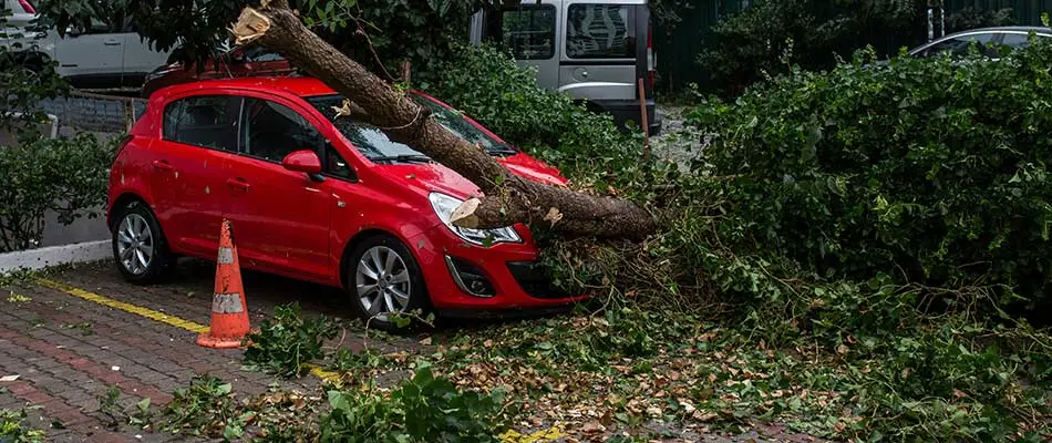 Red Flags of an Unlicensed Tree Service