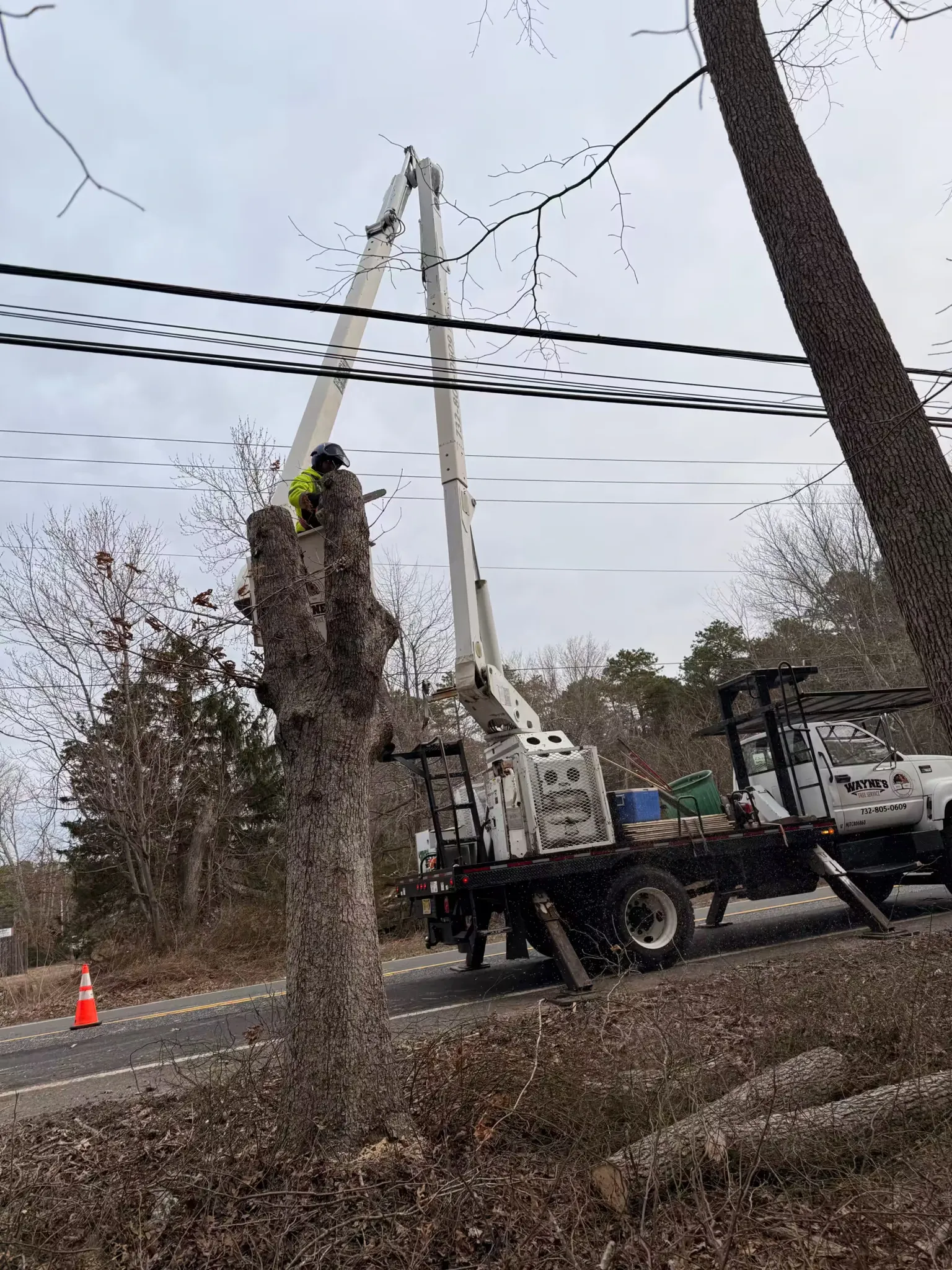 A tree care worker in an aerial bucket lift uses a chainsaw to cut a large tree trunk near overhead power lines.