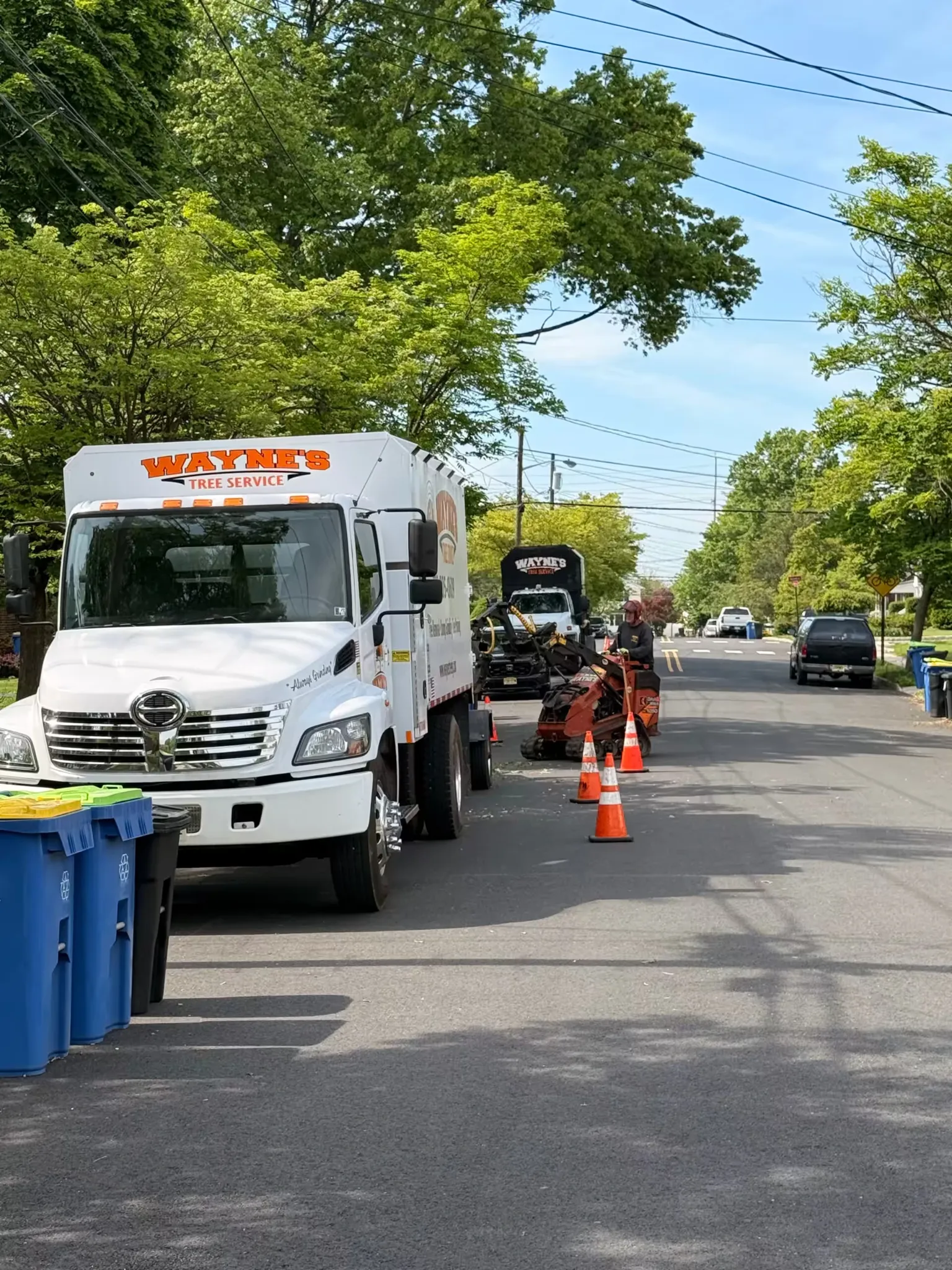 A white Wayne's Tree Service Hino truck parked on a residential street next to an orange compact utility loader operator working behind safety cones.