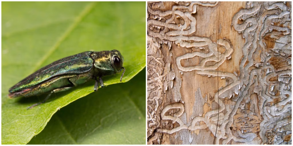 What Is the Emerald Ash Borer and Why Is It Devastating NJ Ash Trees?
