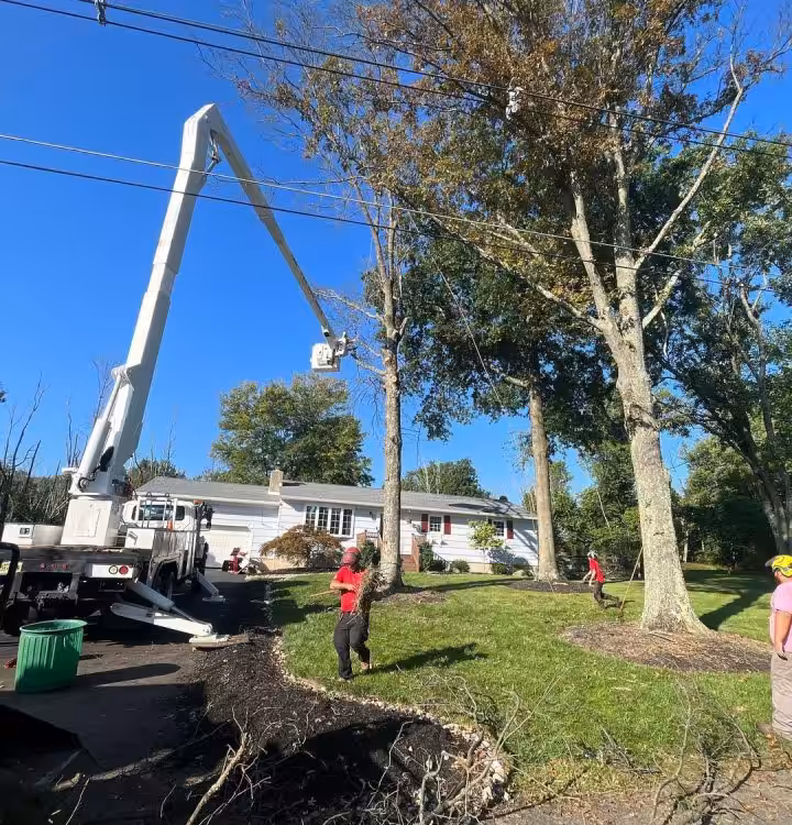 Emergency Pruning