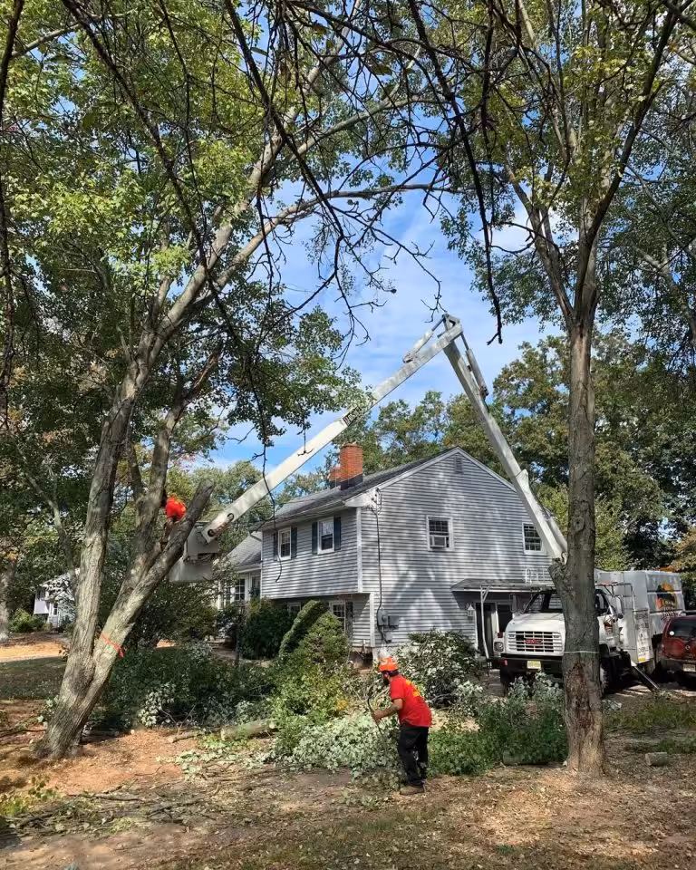 Bucket truck trimming trees by elevated tree care operator