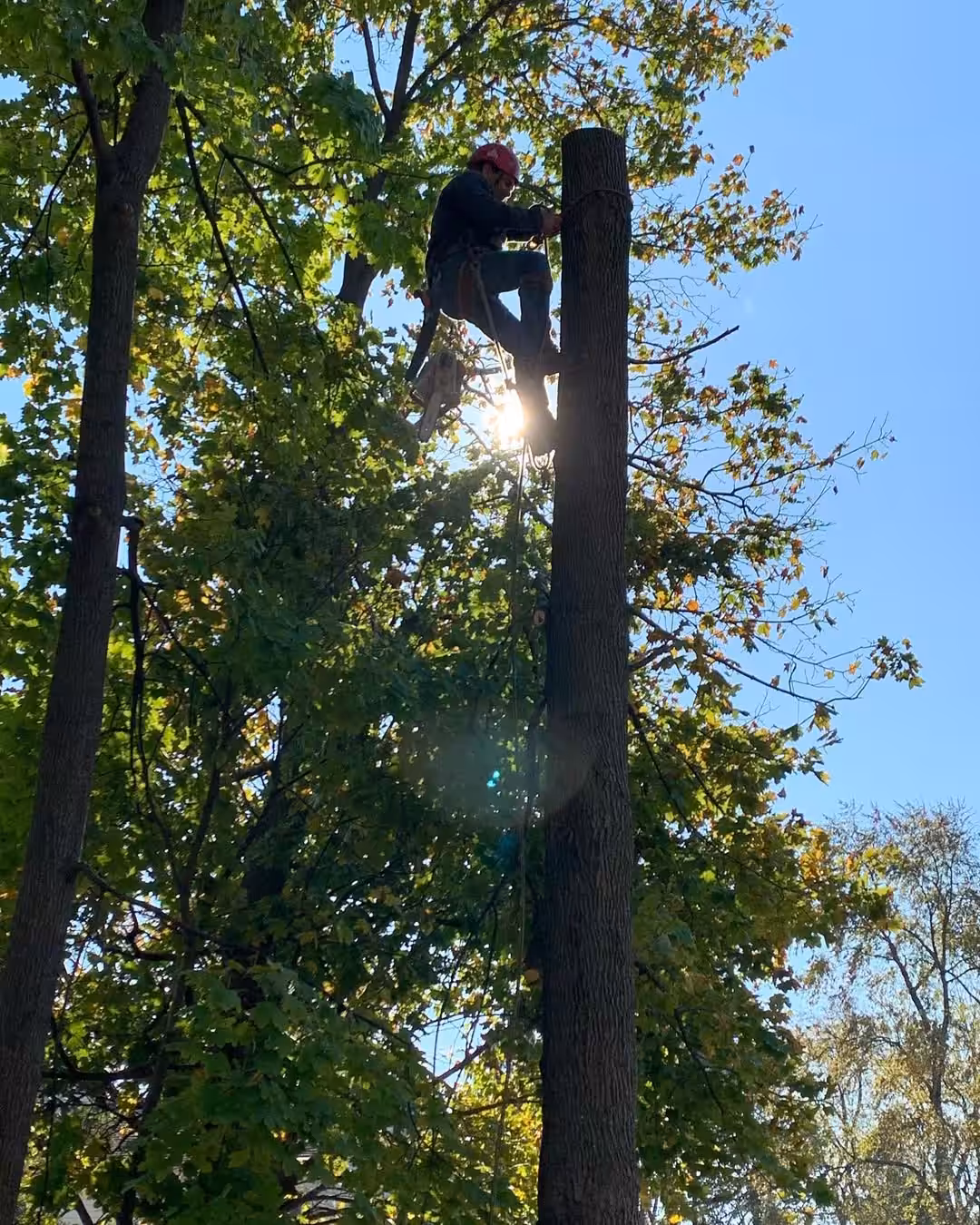 Climber high on a bare tree trunk during a sectional removal