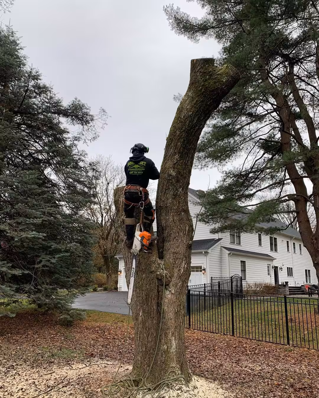 Climber roped into a leaning tree trunk with a chainsaw