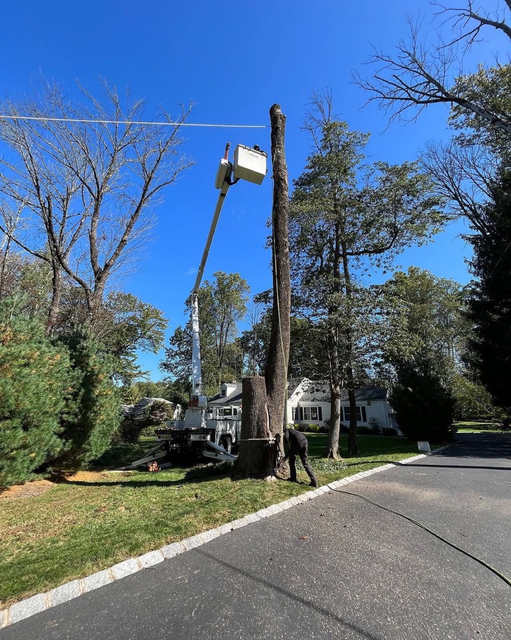 Bare tree trunk being taken down in sections beside a driveway