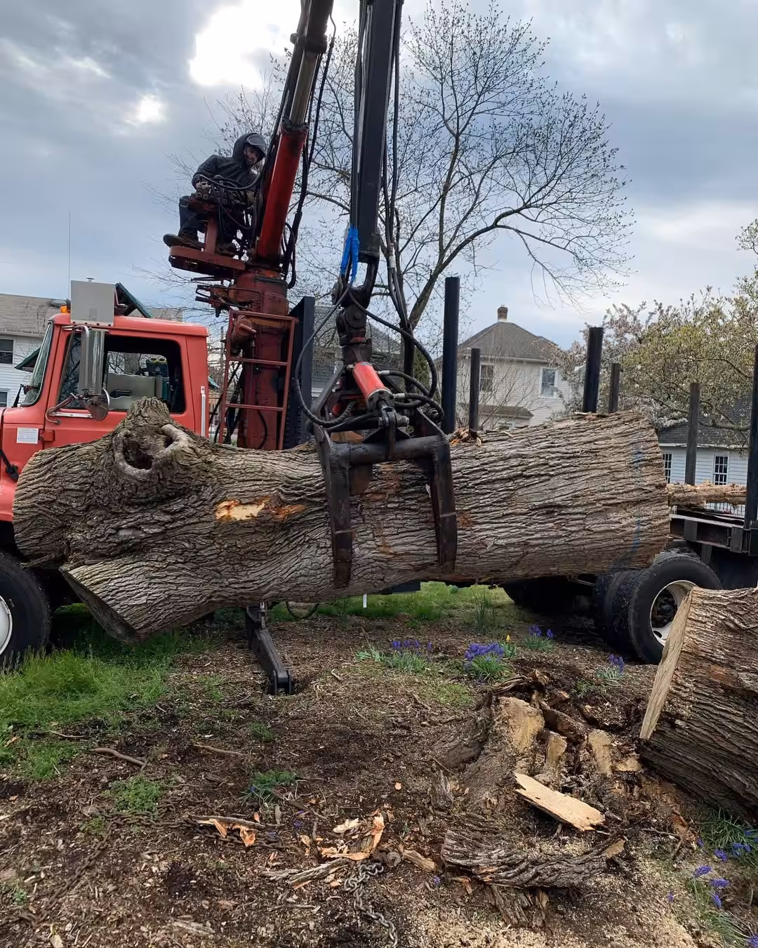 Large cut logs on the ground beside a loader truck