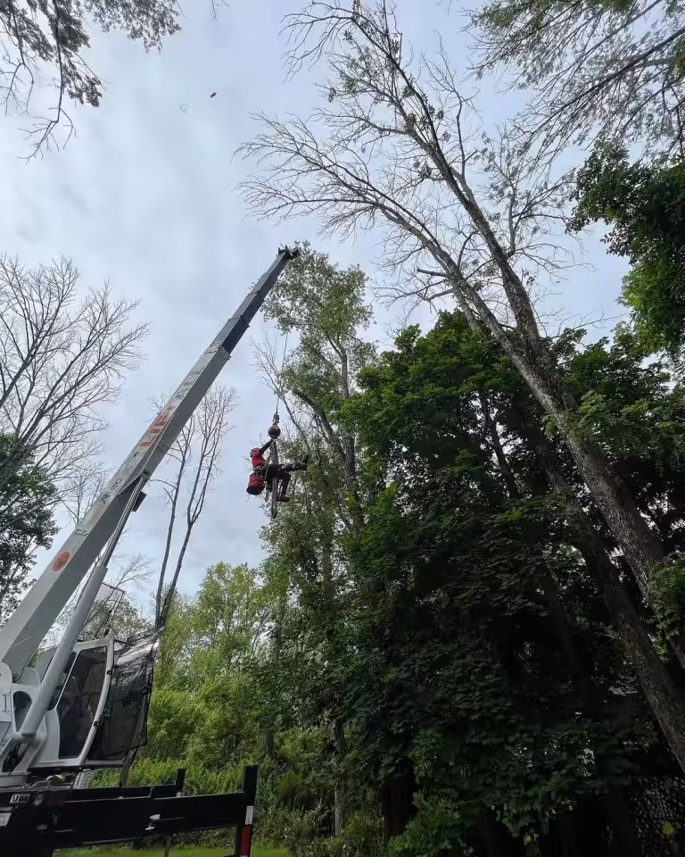Crane lifting tree during removal work