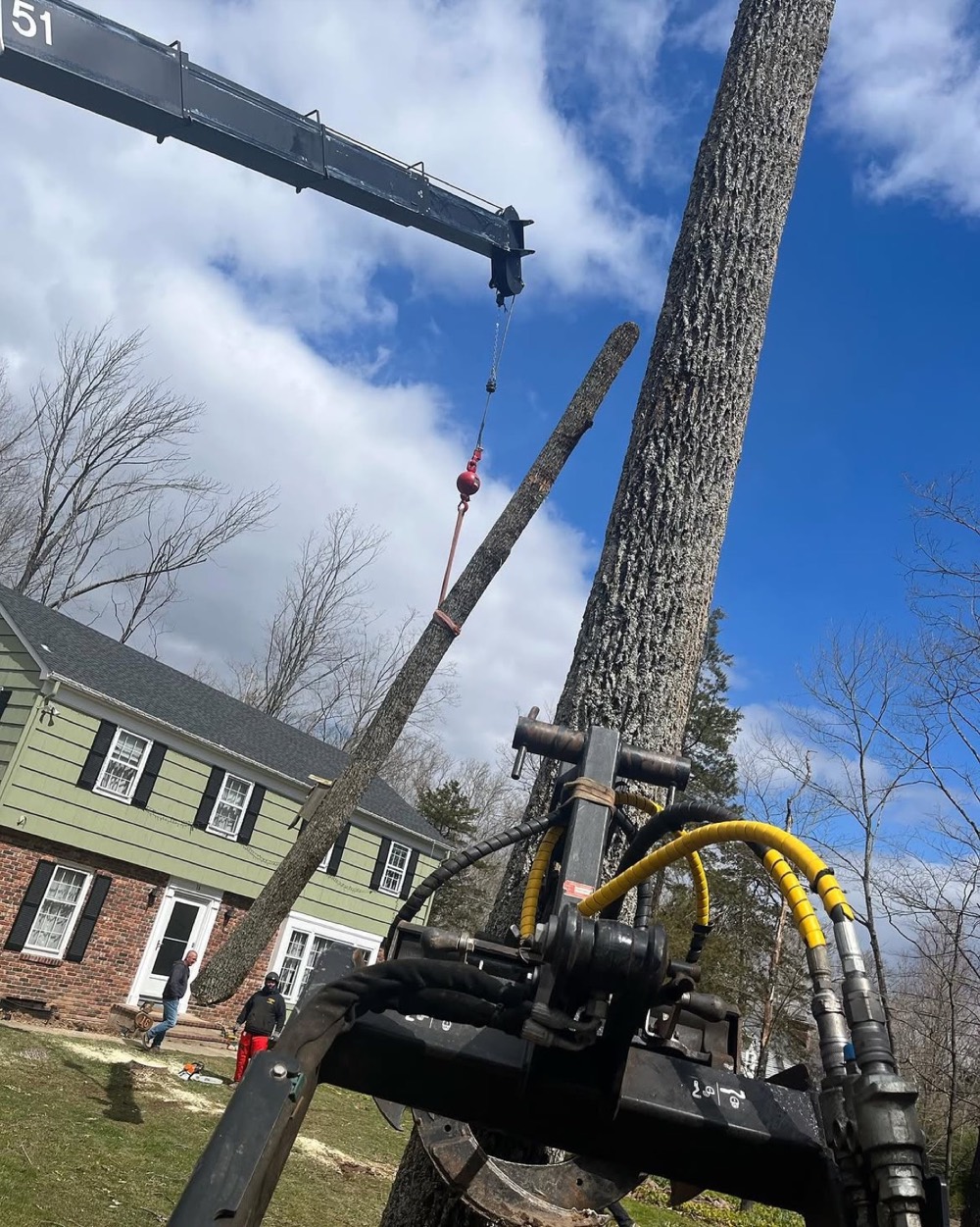 Crane-assisted large tree removal in Mountainside NJ