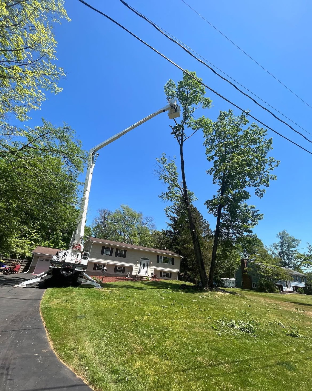 Wayne's Tree Service ground crew handling debris during a tree removal