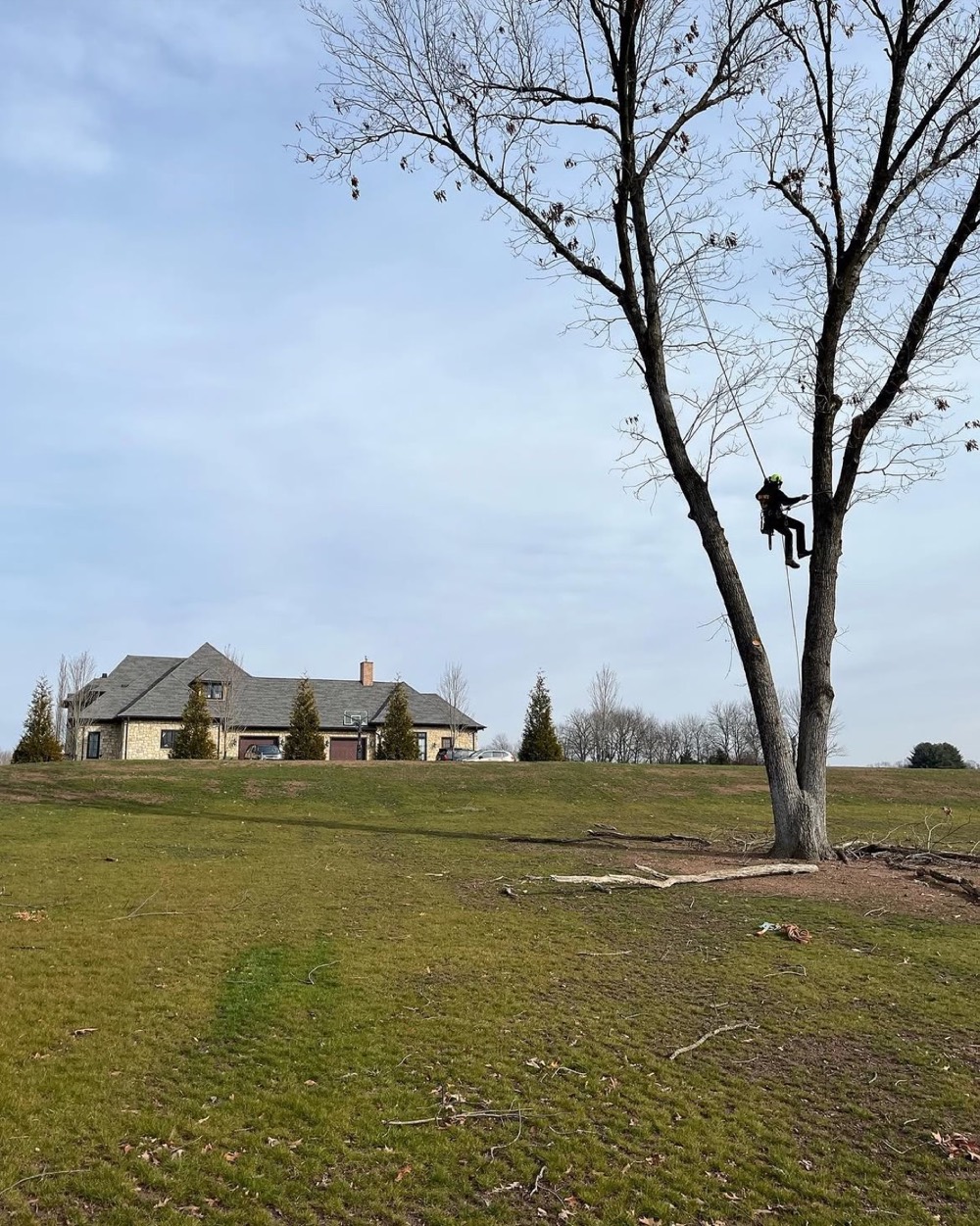 Climber on a rope in a bare tree on a large lawn