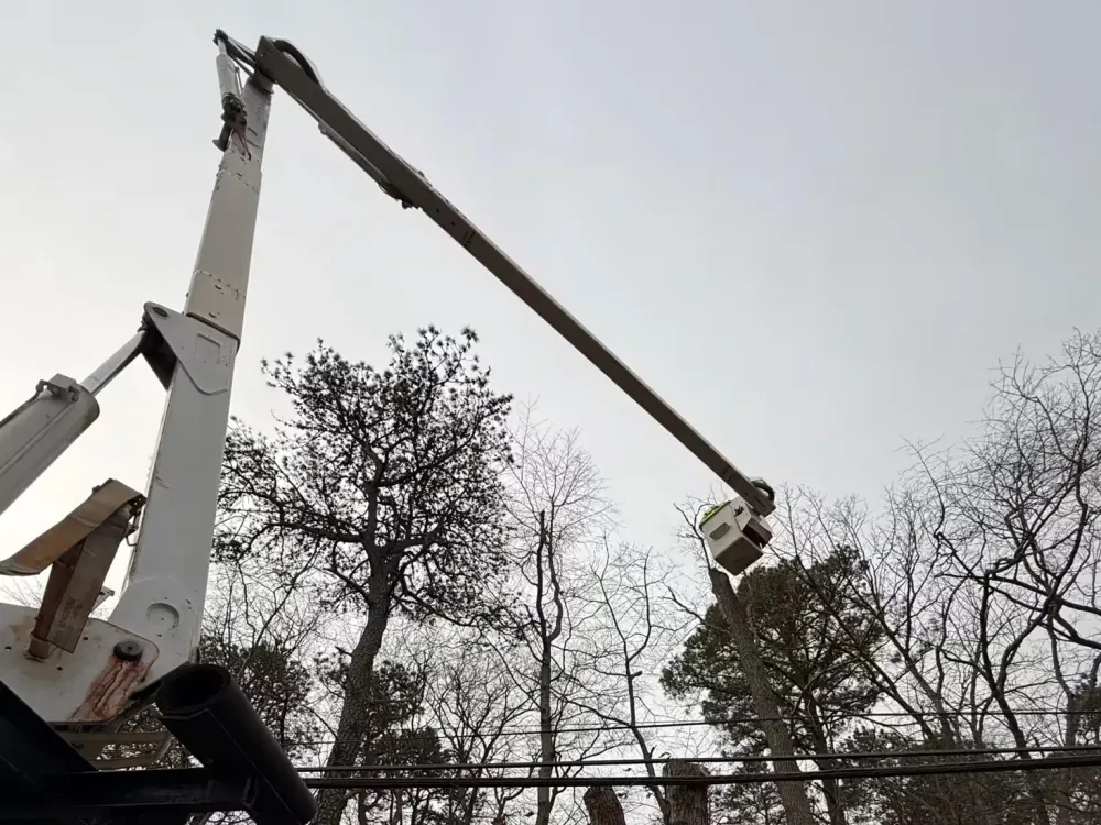 An operator in an aerial lift bucket works on removing the upper sections of a tall tree near power lines.