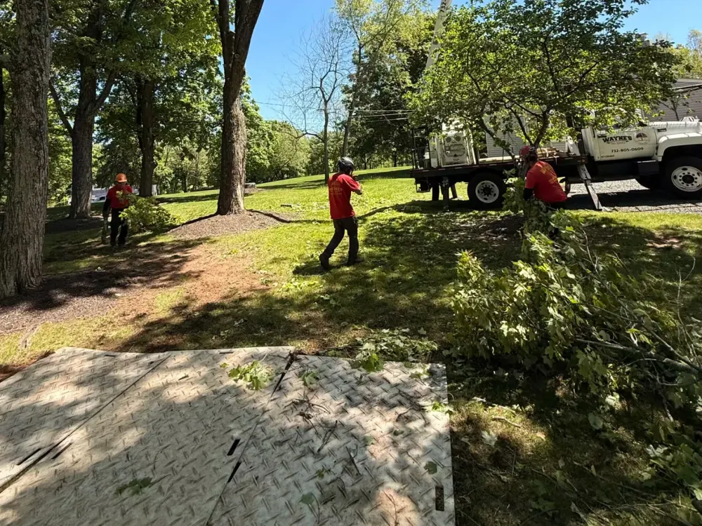 Ground crew workers in red shirts clear cut branches on a lawn while an aerial lift boom truck extends into a large tree canopy.
