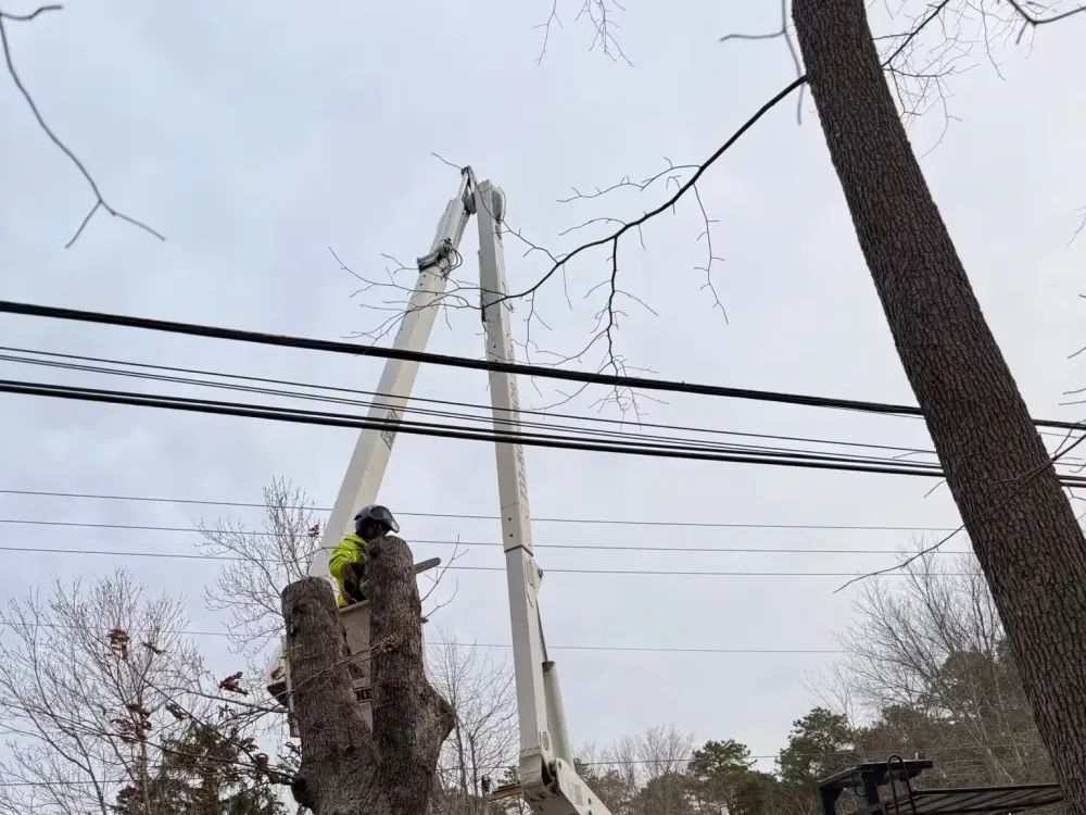 A tree care worker in an aerial bucket lift uses a chainsaw to cut a large tree trunk near overhead power lines.