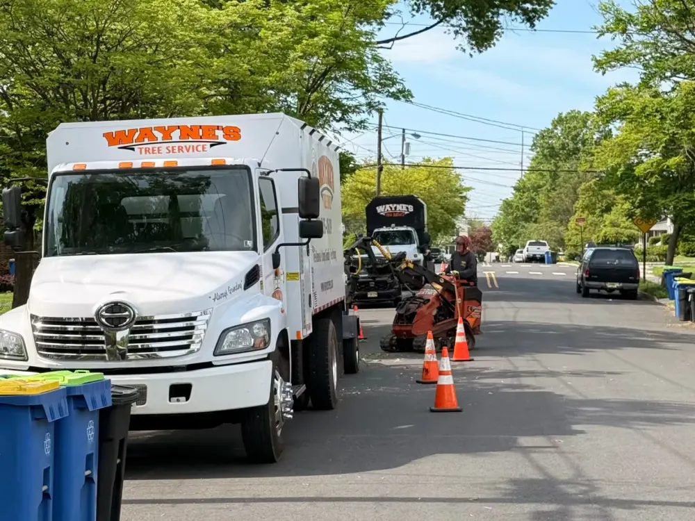 A white Wayne’s Tree Service Hino truck parked on a residential street next to an orange compact utility loader operator working behind safety cones.