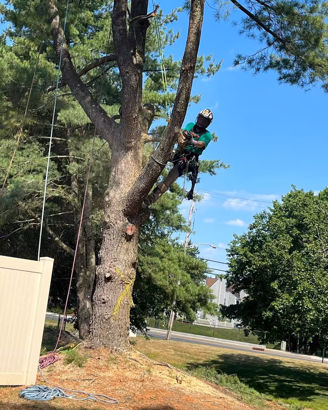 Climber roped into a canopy making a pruning cut with a chainsaw