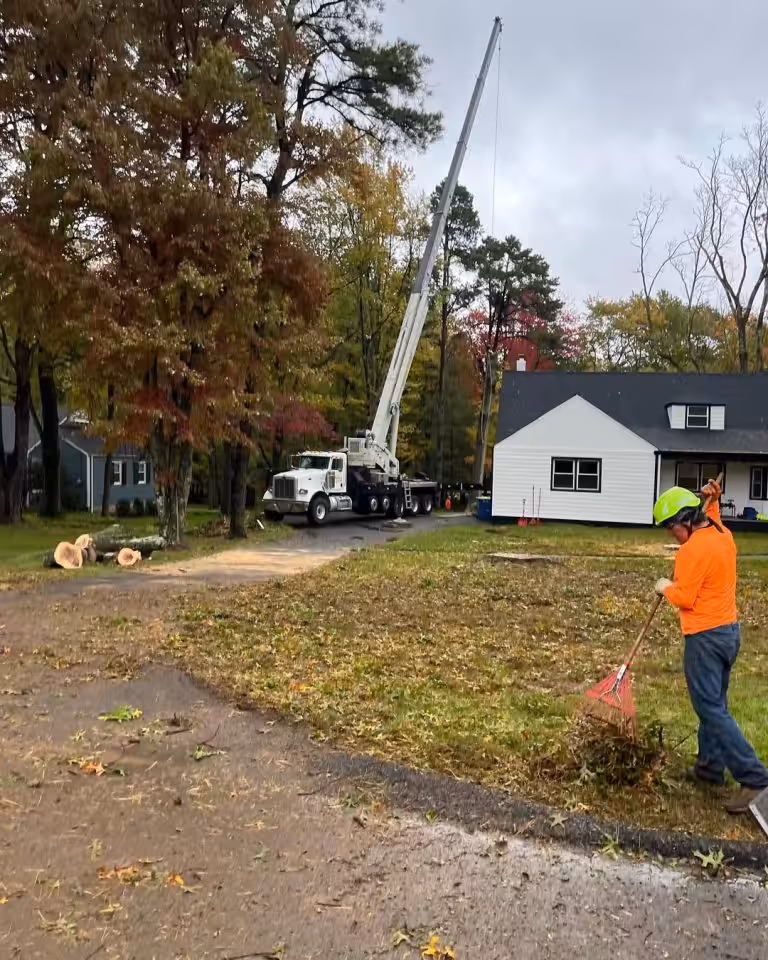 Tree removal and yard cleanup by crew with safety equipment