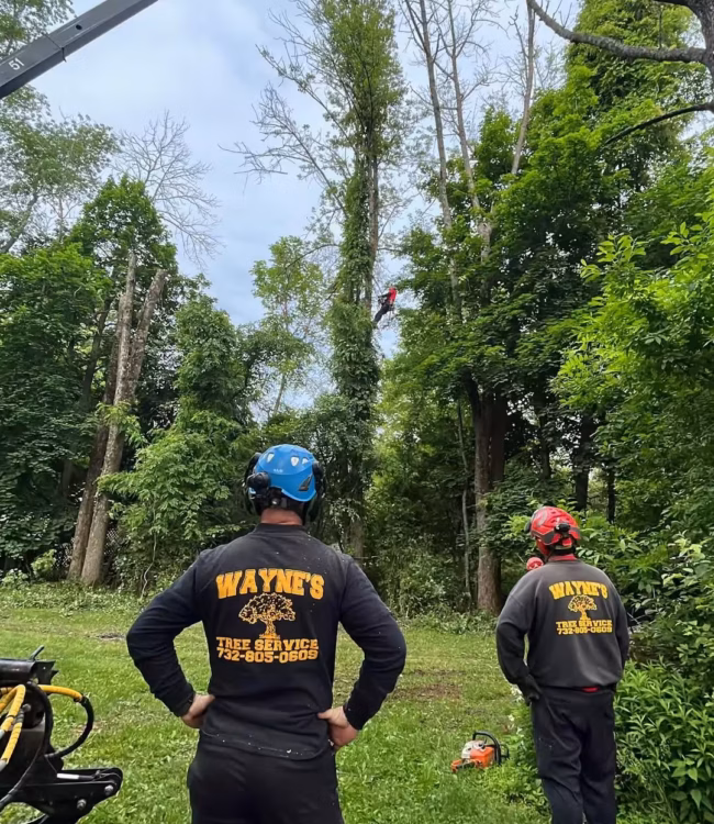 Tree removal crew cutting tall trees with safety gear and crane support