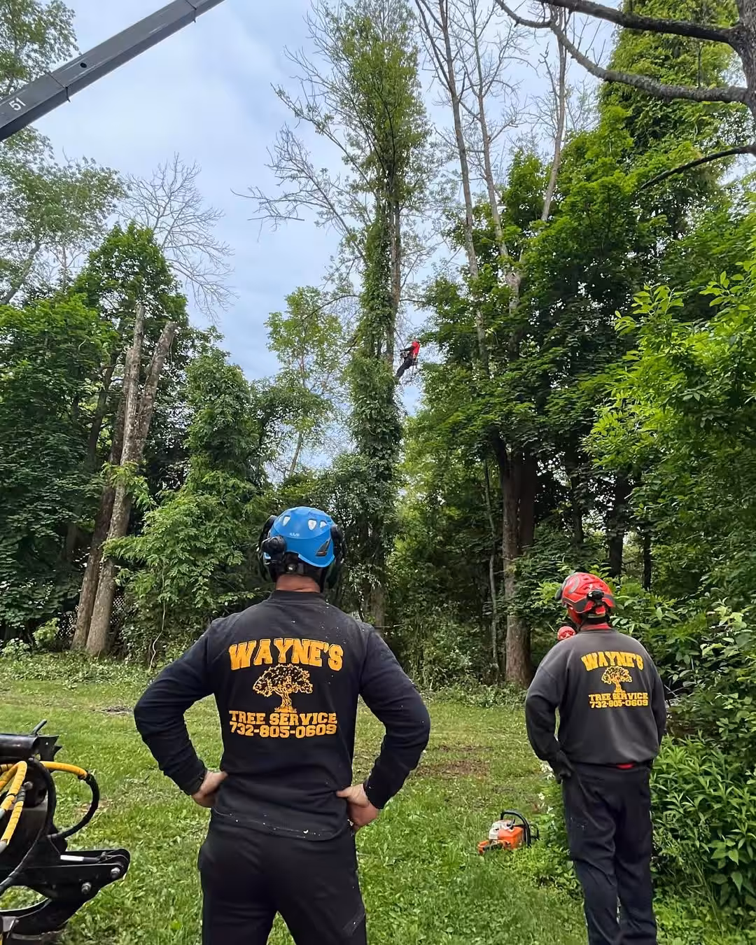 Tree Removal Service