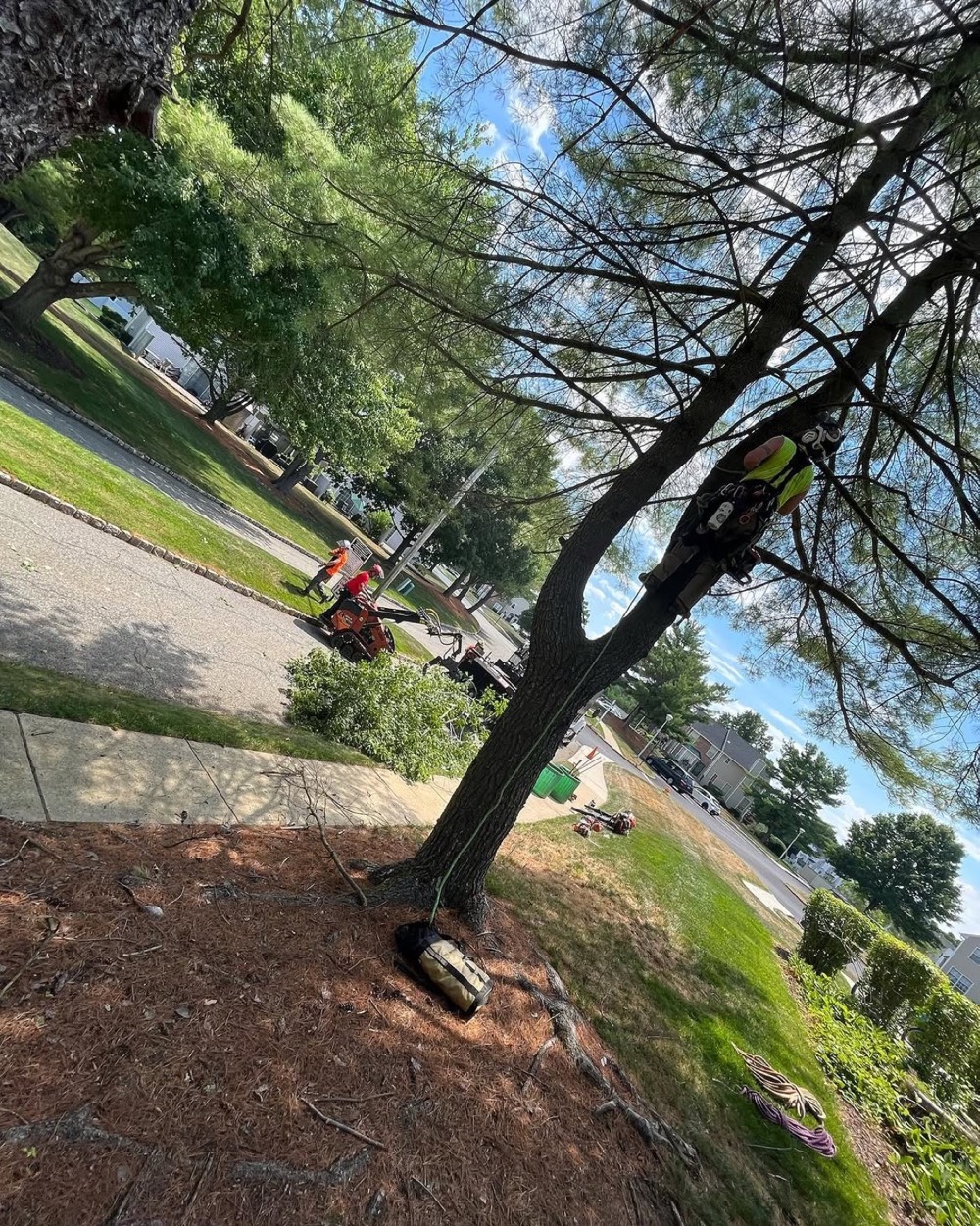 Cut tree resting on a lawn beside a driveway