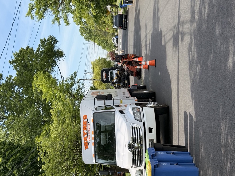 Completed Wayne's Tree Service job with a clean, healthy New Jersey yard