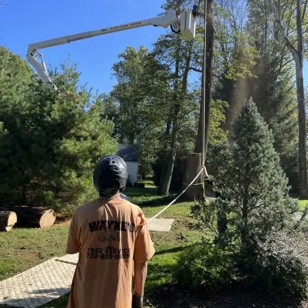 Tree Trimming Service