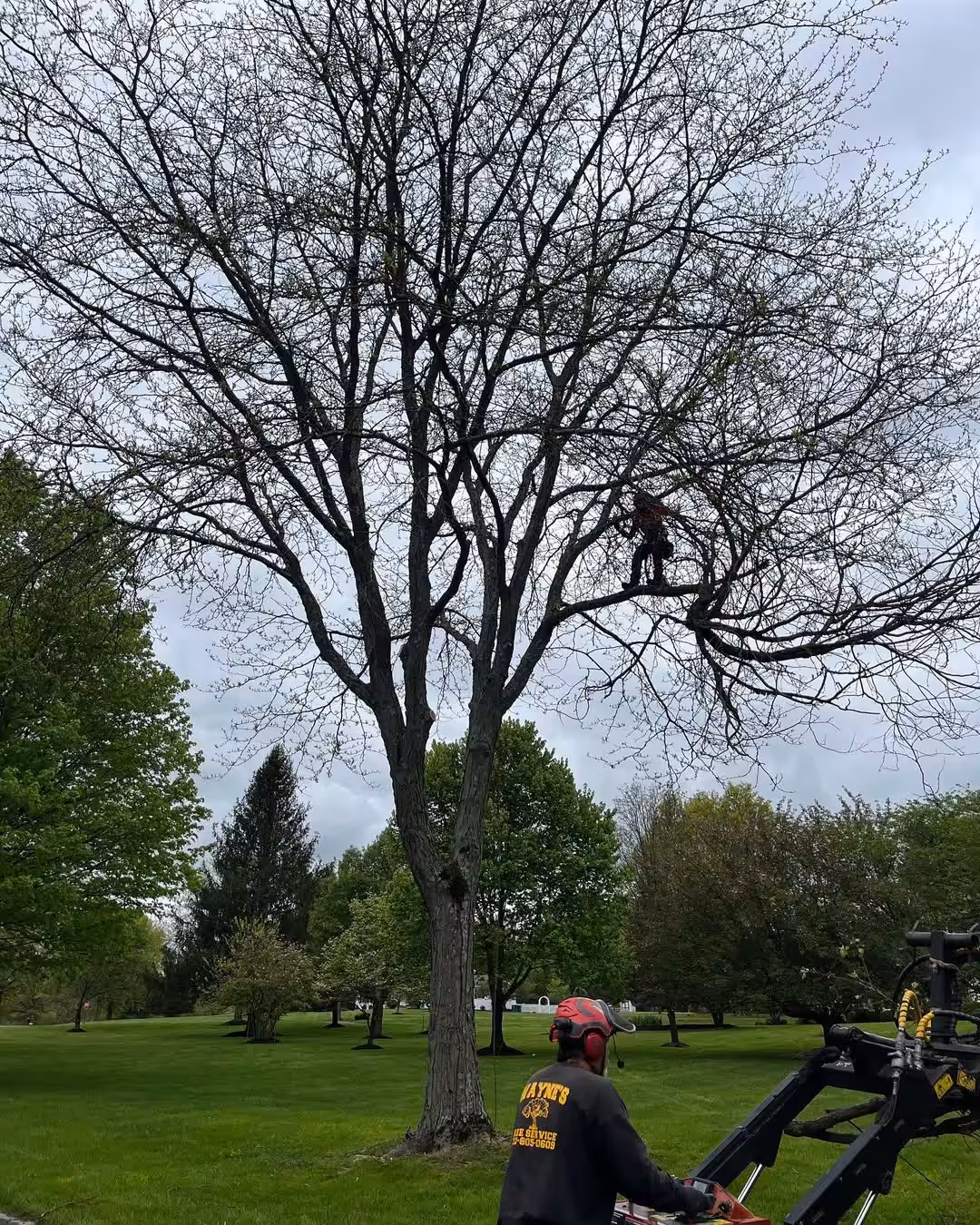 Crew member beside a large bare tree on a lawn