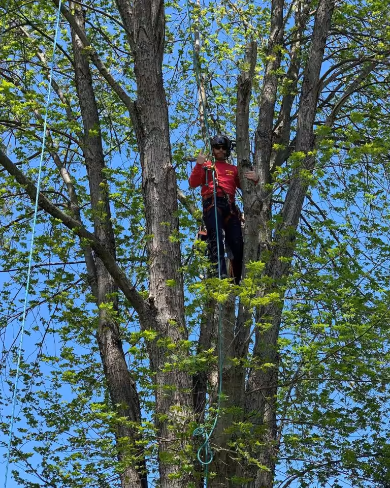 Wayne's Tree Service climber performing aerial tree work