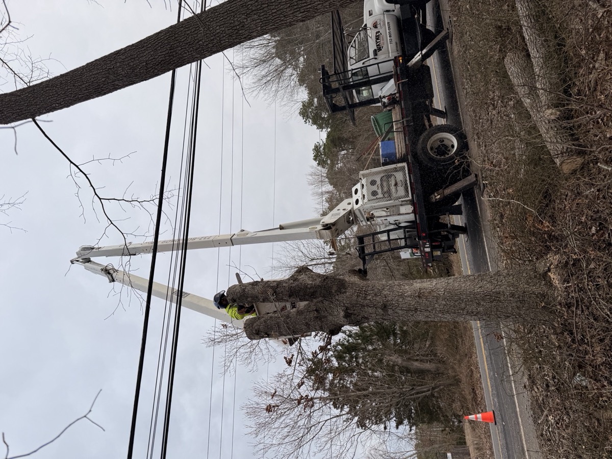 Wayne's Tree Service crew truck on site in New Jersey