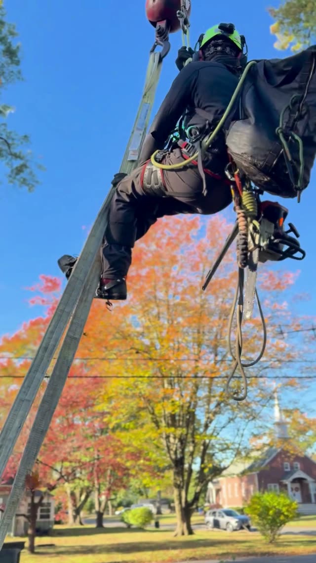 Climber Suspended and Moved by Crane Line Toward Tree Trunk