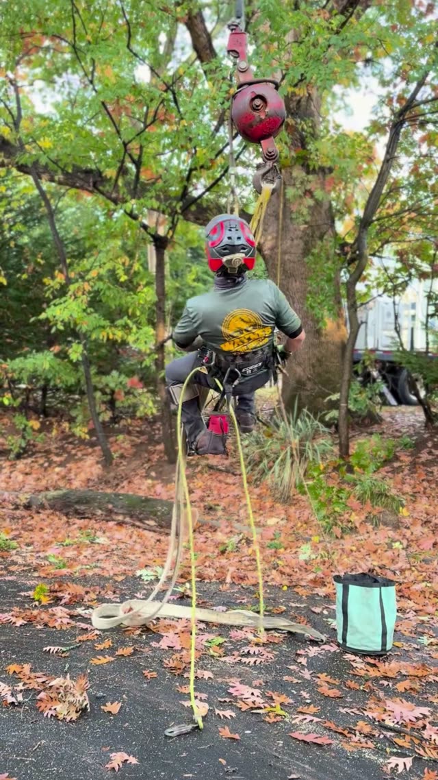 Climber in Bucket Lift Using Stihl Chainsaw to Cut Tree Trunk Section Over Residential Yard
