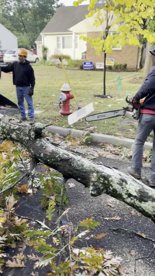 Tree Topping and Ground Wood Chipping Operations