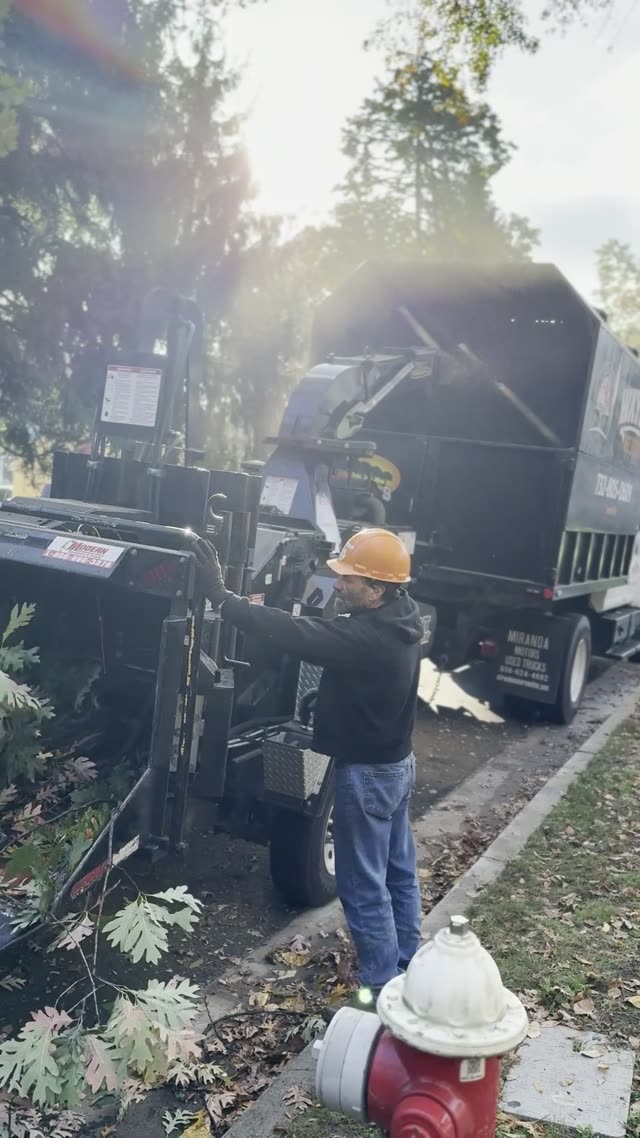 Tree Trimming with Chainsaw and Chipper Operations