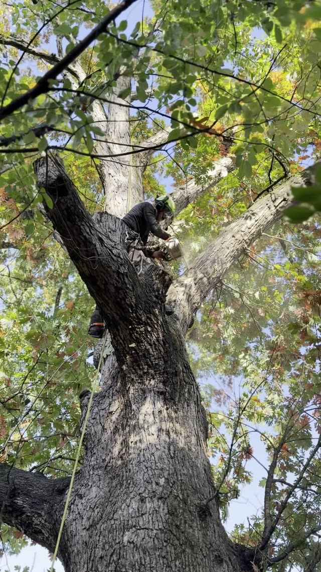 Chainsaw tree trimming and crane lifting