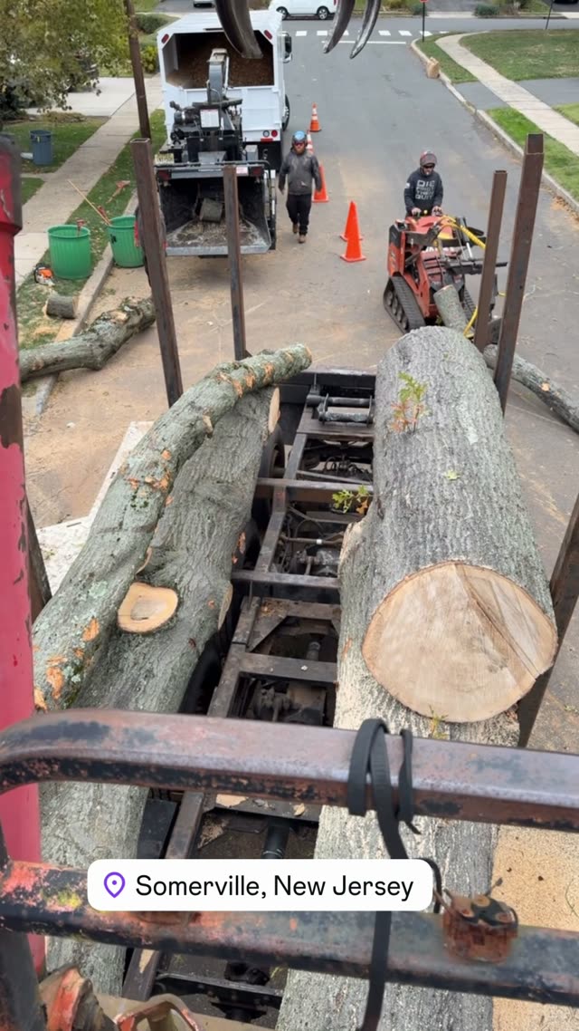 Vermeer mini skid steer tree removal